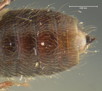 Media type: image;   Entomology 24076 Aspect: abdomen ventral view
